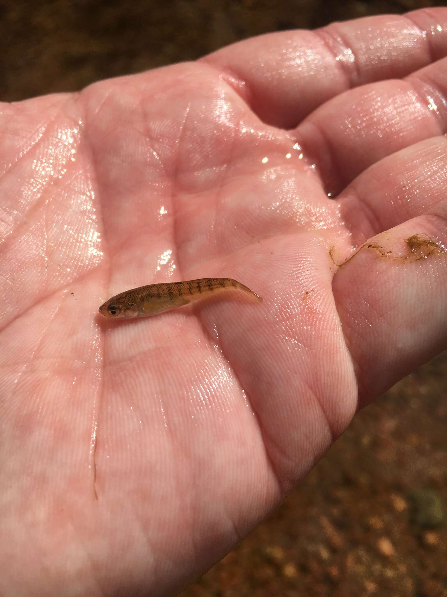 Image of Plains Killifish