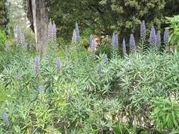 Imagem de Echium candicans L. fil.