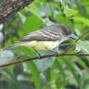 Image of Venezuelan Flycatcher