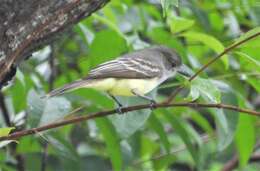 Image of Venezuelan Flycatcher