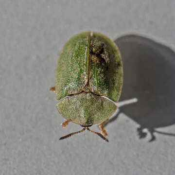 Image of thistle tortoise beetle