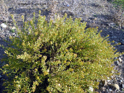 Image of Dittrichia viscosa subsp. viscosa