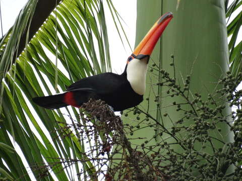 Image of Toco Toucan