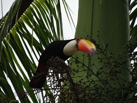 Image of Toco Toucan