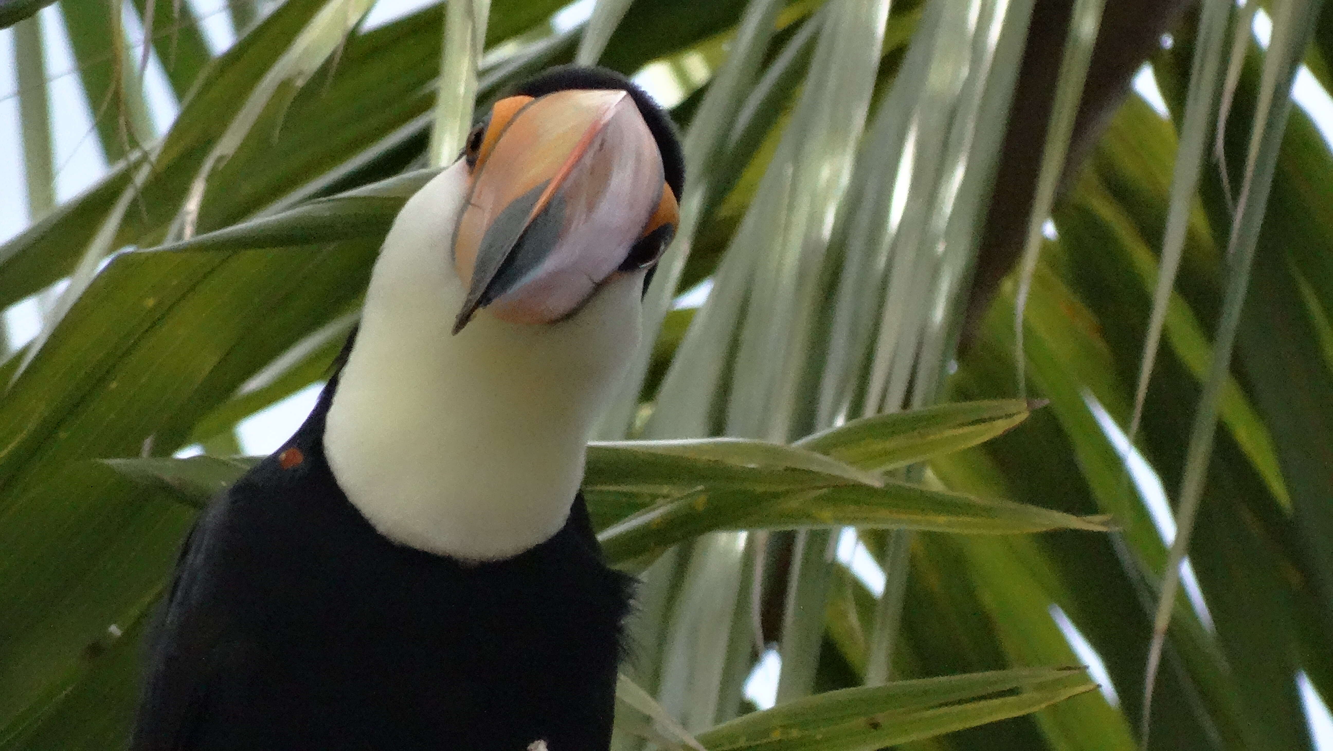 Image of Toco Toucan