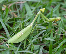 Image de Stagmatoptera praecaria Linne 1758