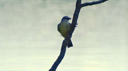 Image of Tropical Kingbird