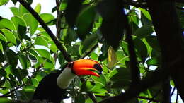 Image of Toco Toucan