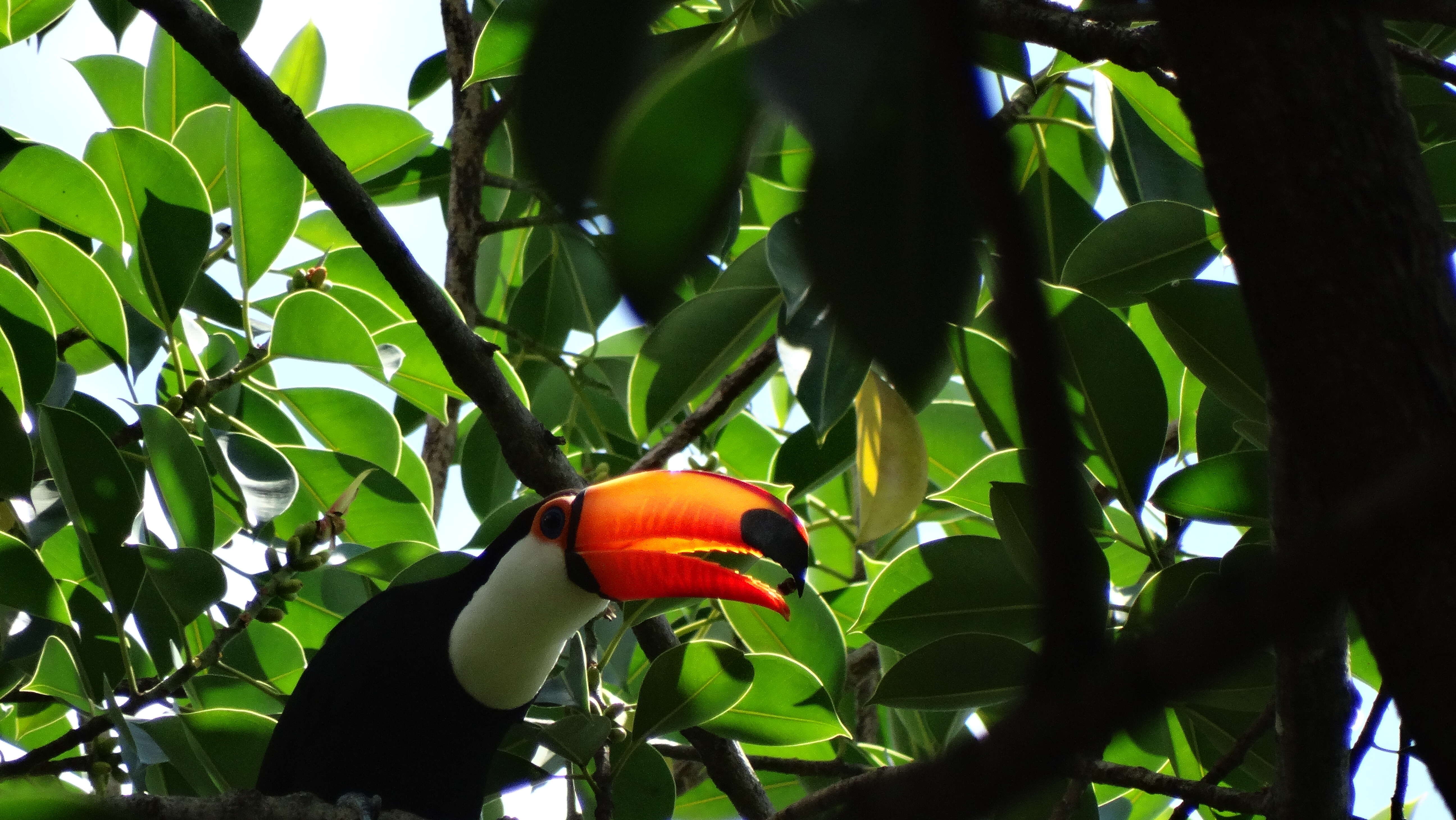 Image of Toco Toucan