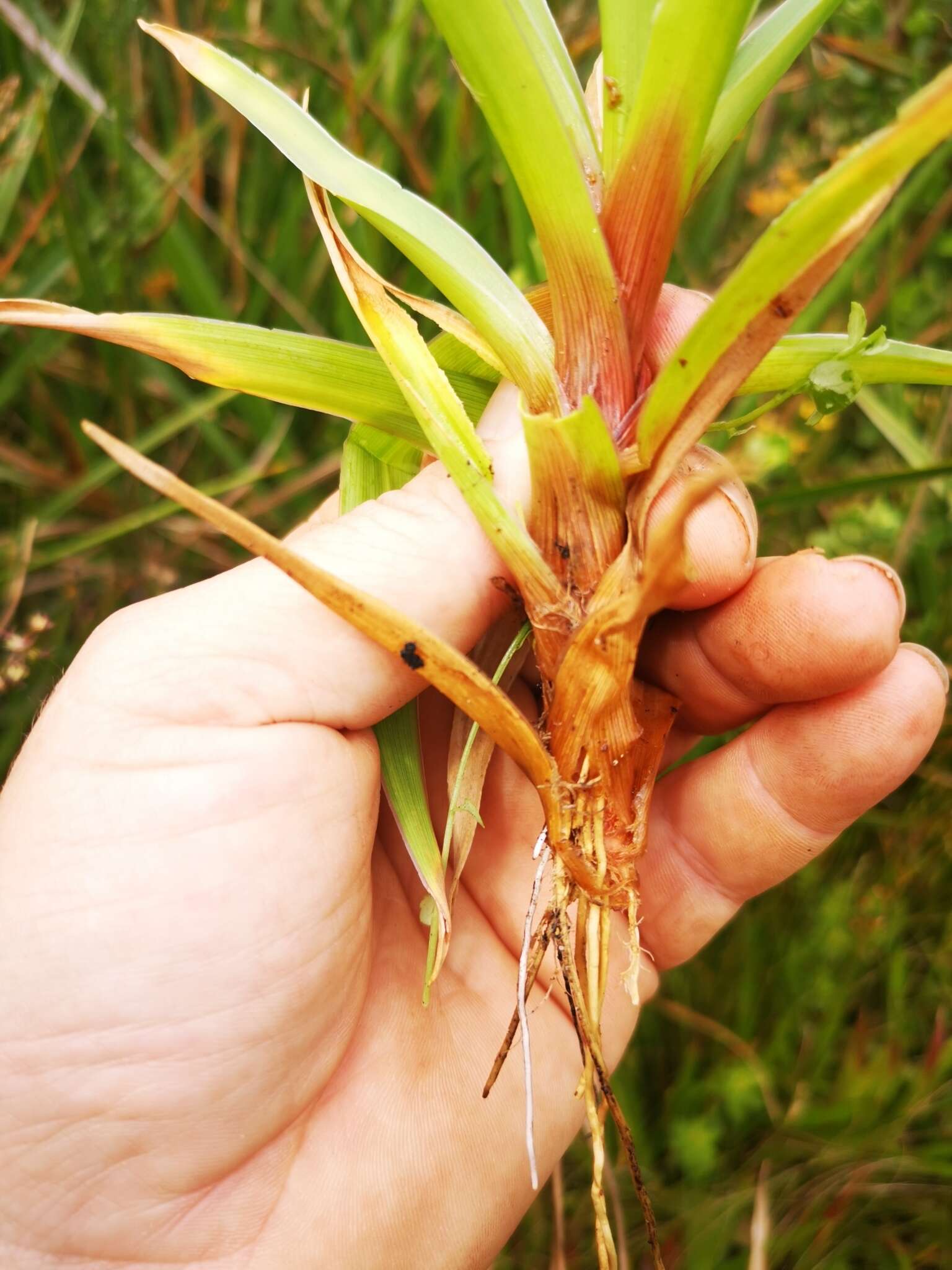 Слика од Juncus lomatophyllus Spreng.