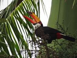 Image of Toco Toucan