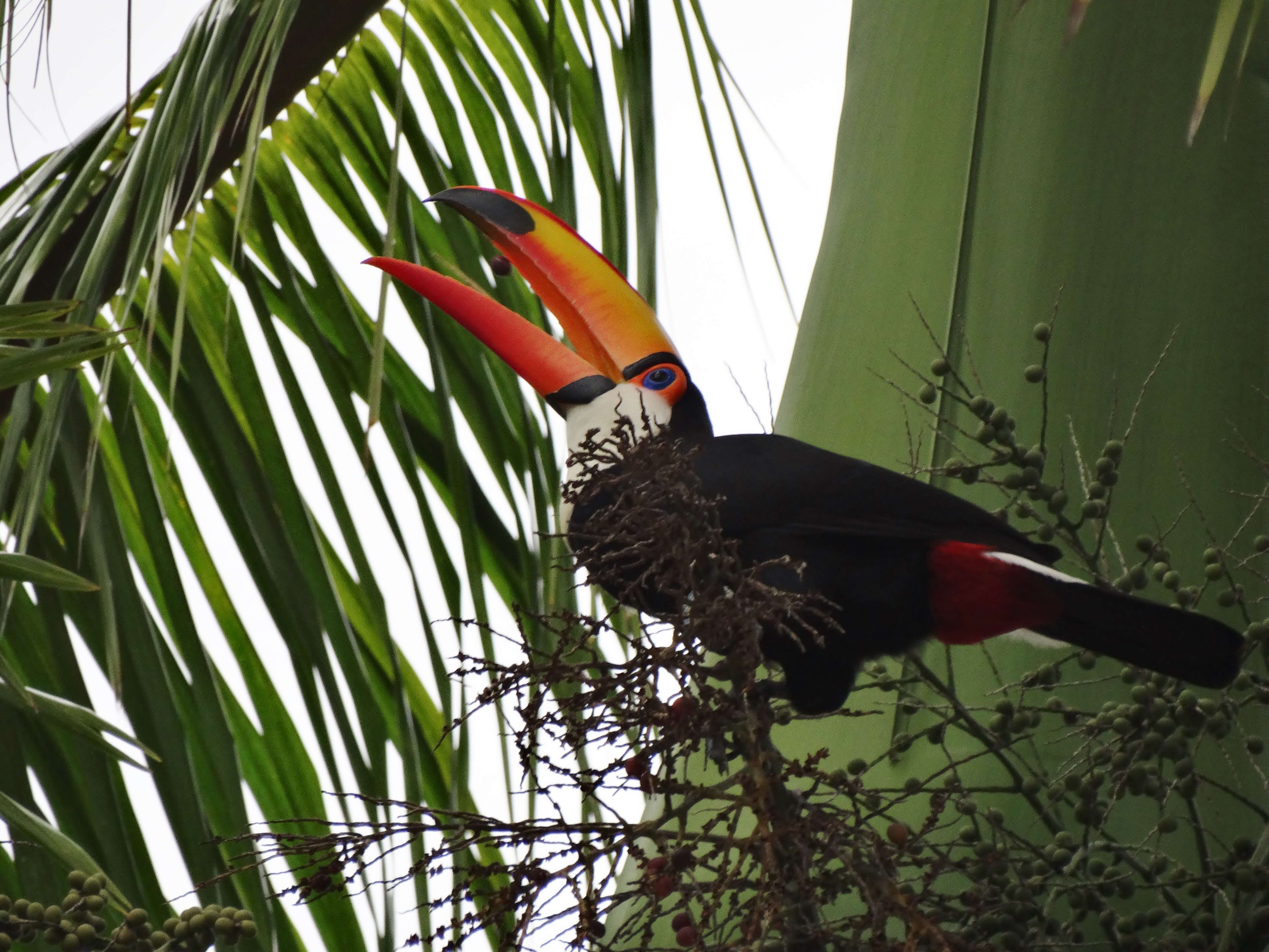 Image of Toco Toucan