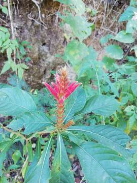 Image de Aphelandra scabra (Vahl) Sm.