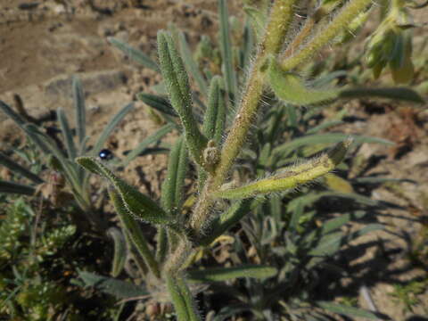 Image of Onosma pseudoarenaria