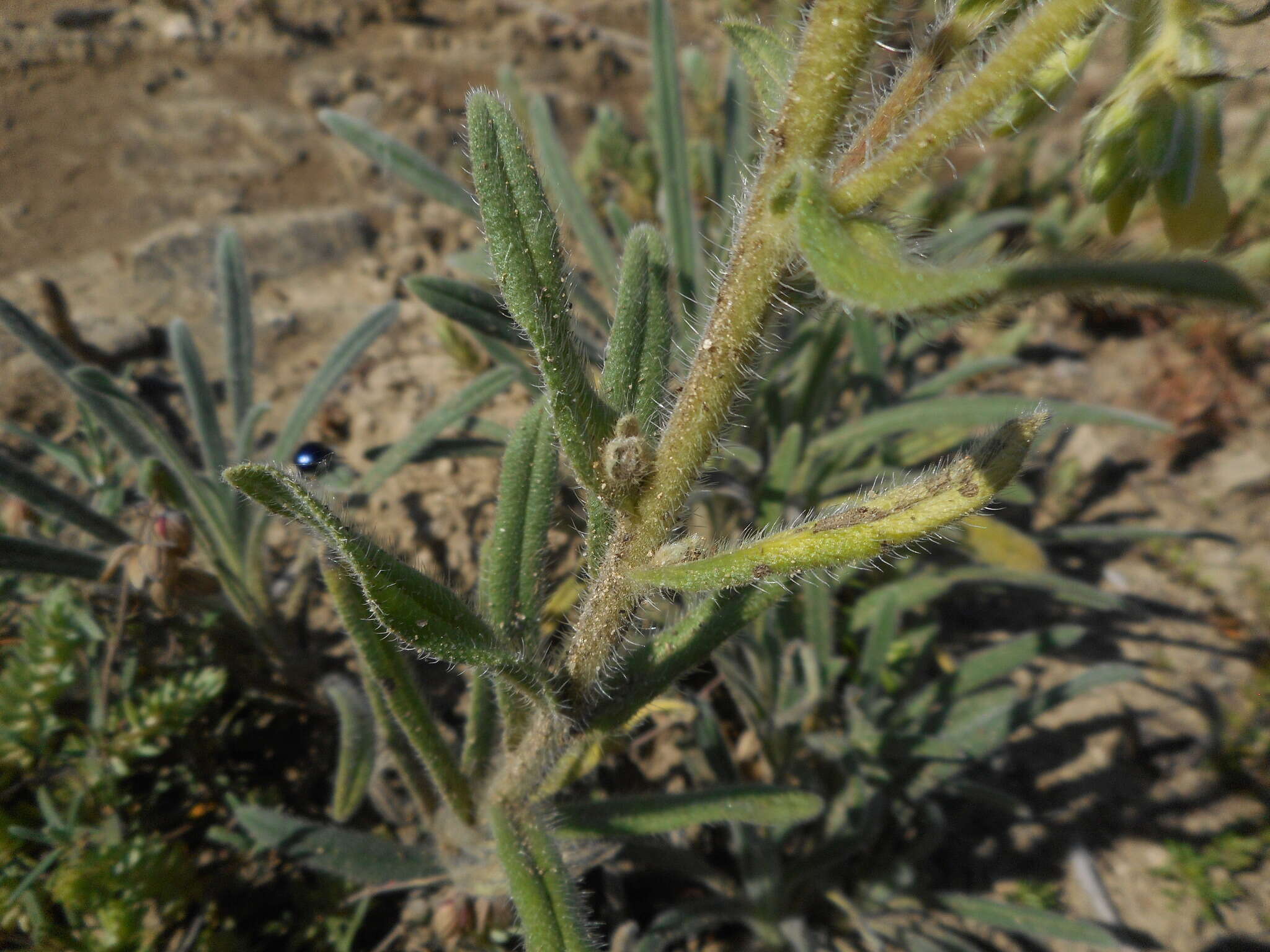 Слика од Onosma pseudoarenaria