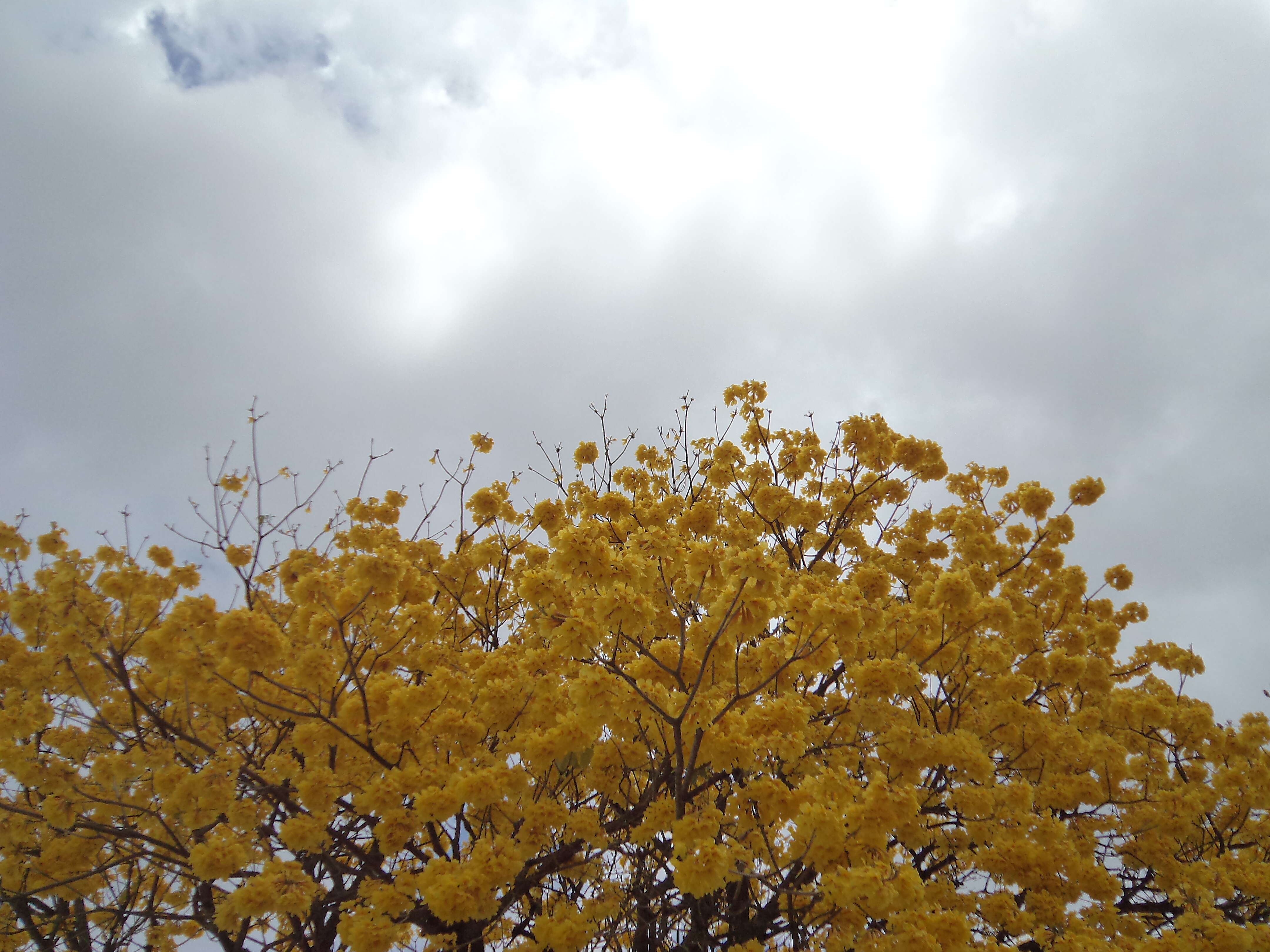 صورة Handroanthus chrysanthus (Jacq.) S. O. Grose