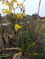 Image of Cyrtochilum auropurpureum (Rchb. fil.) Dalström