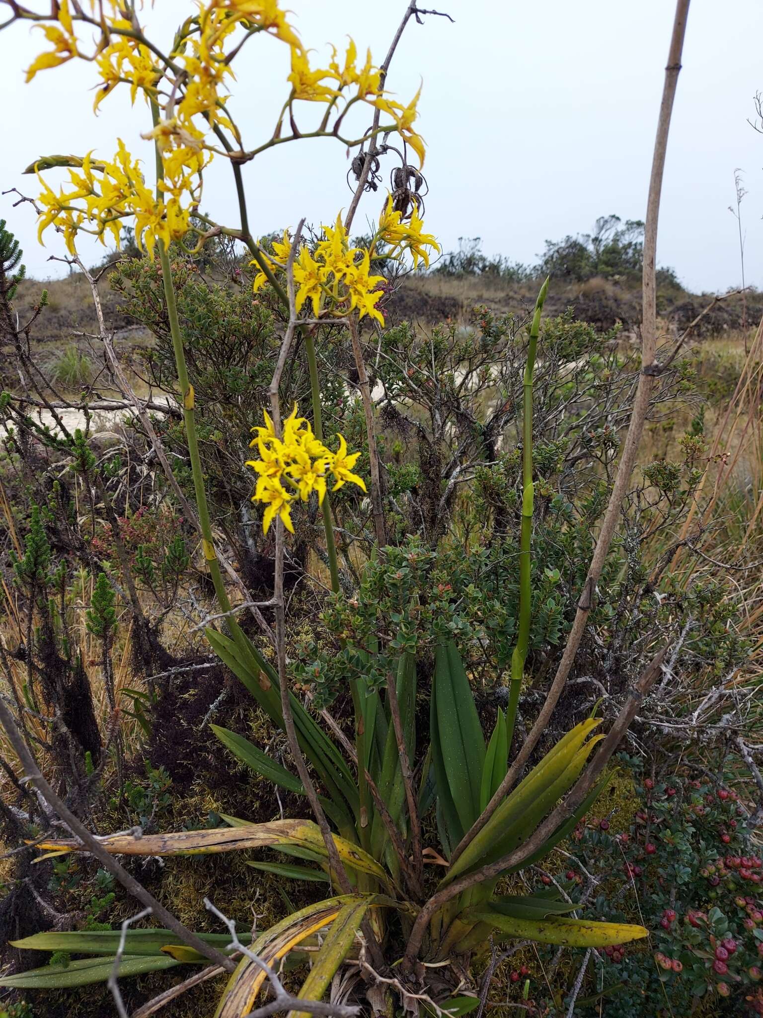 Image of Cyrtochilum auropurpureum (Rchb. fil.) Dalström