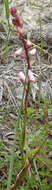 Image of Disa aconitoides subsp. aconitoides