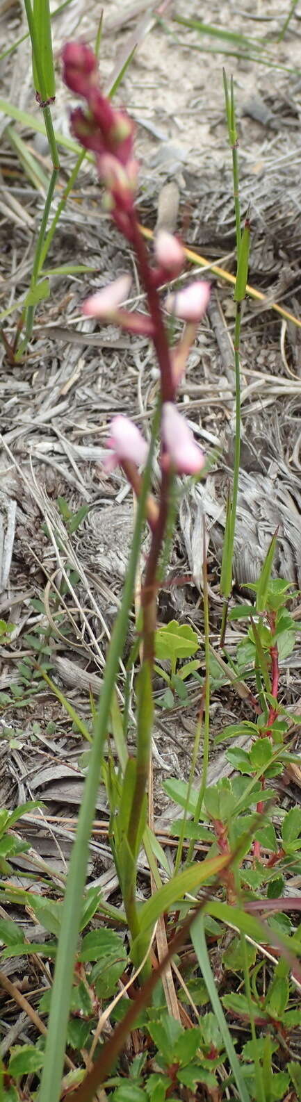 Disa aconitoides subsp. aconitoides resmi