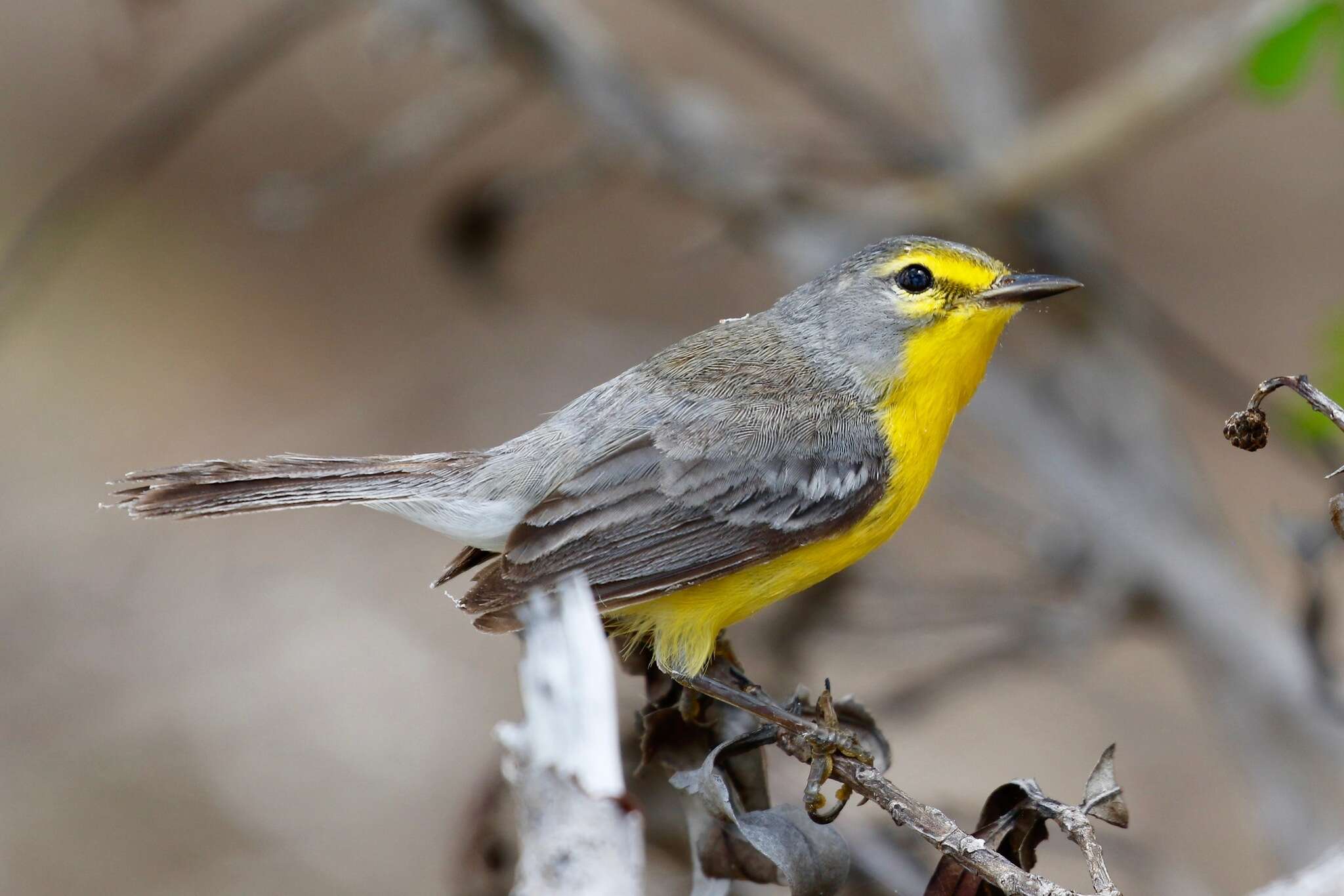 Image of Barbuda Warbler