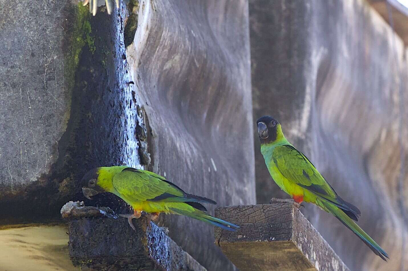 Image of Nanday Parakeet