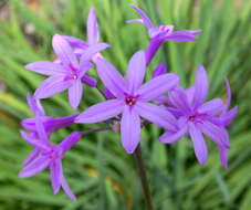 Tulbaghia violacea Harv. resmi