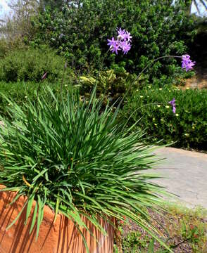 Tulbaghia violacea Harv. resmi