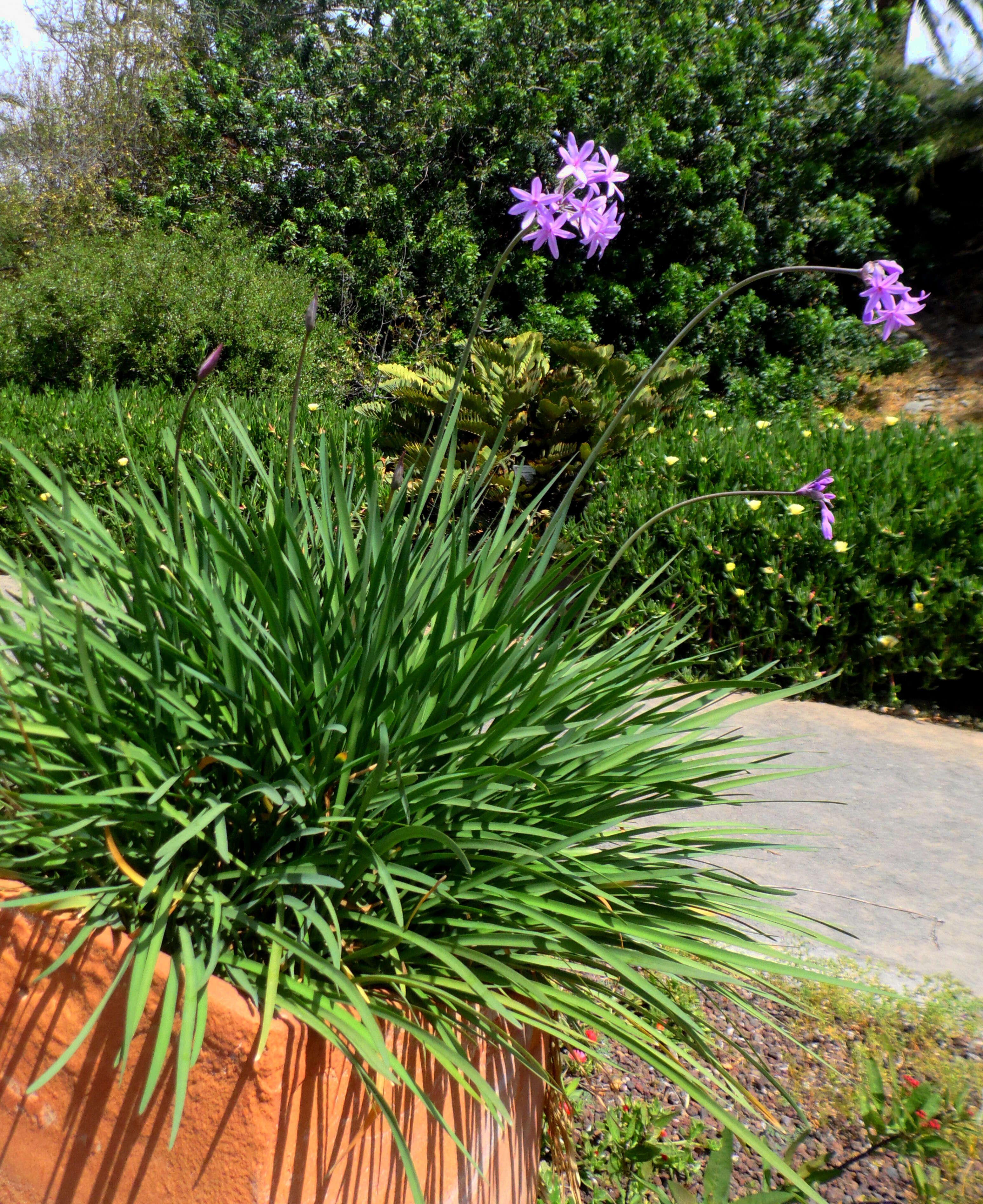 Tulbaghia violacea Harv. resmi