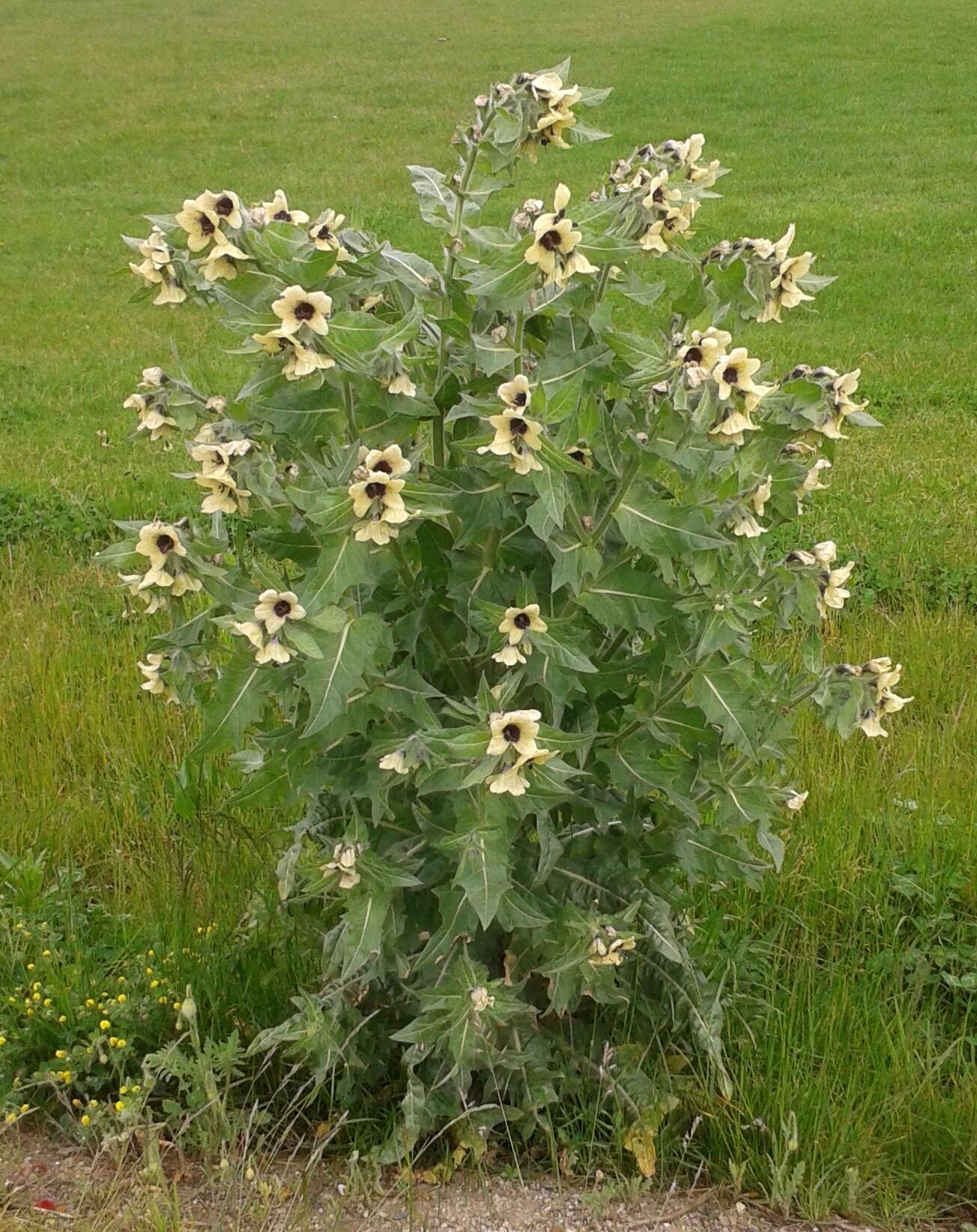 Image of black henbane