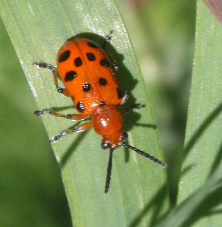 Image of Spotted asparagus beetle