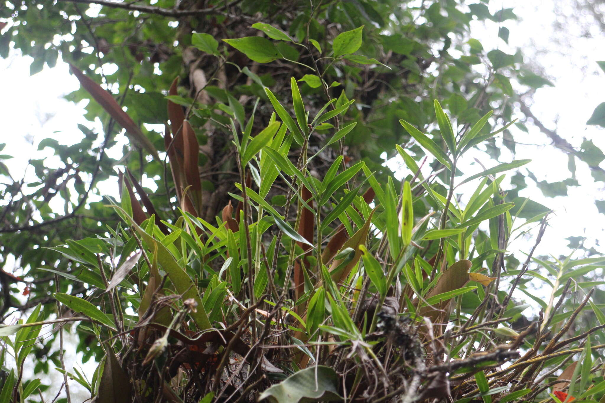 Image of Dendrobium chryseum Rolfe