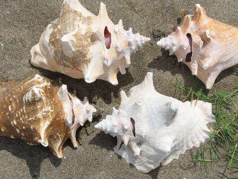 Image of Pink Conch