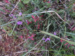 Image of <i>Glycine rubiginosa</i>