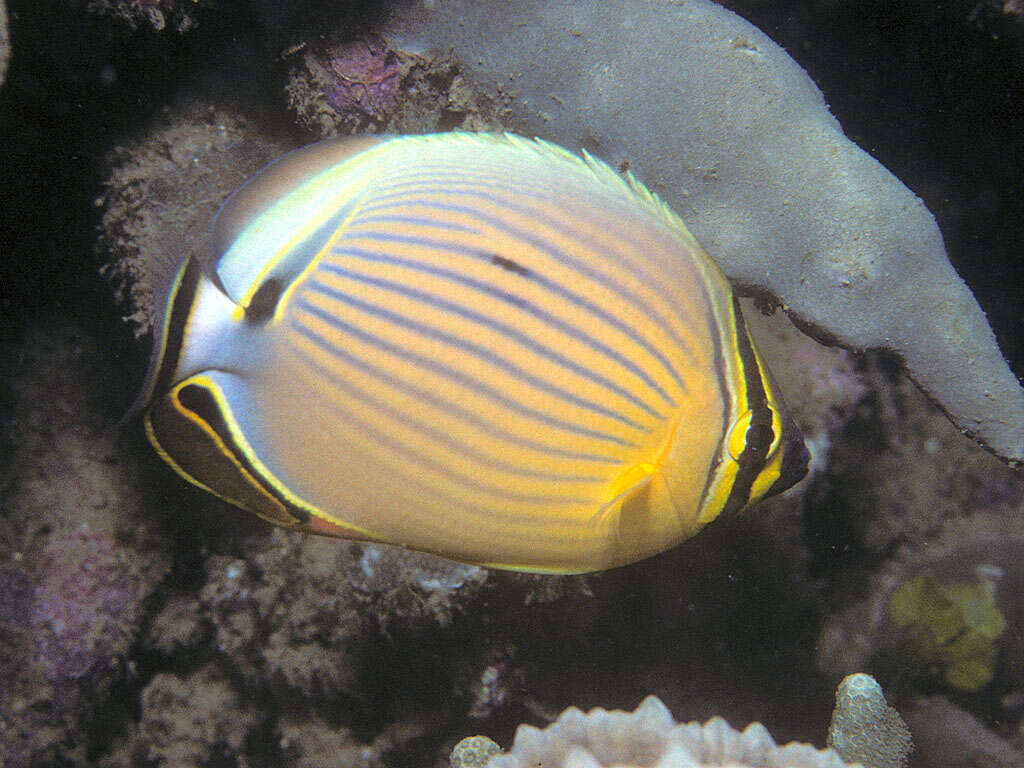 Слика од Chaetodon lunulatus Quoy & Gaimard 1825