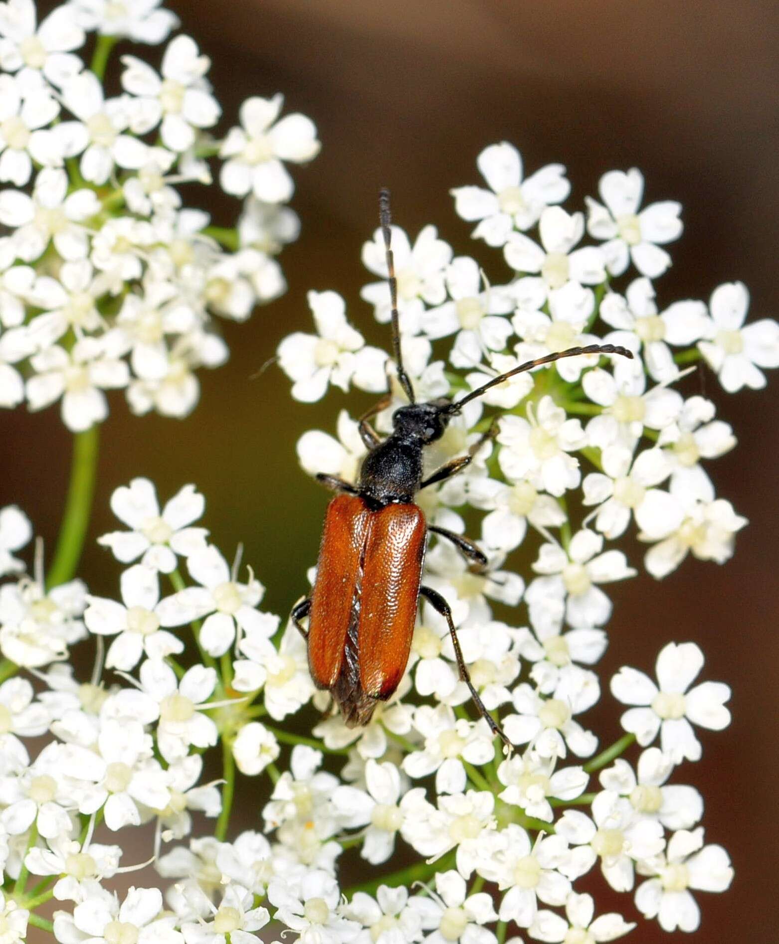 Image of Paracorymbia maculicornis (Degeer 1775)