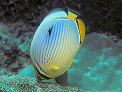 Image of Lineated Butterflyfish