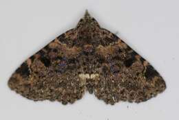 Image of Four-spotted Fungus Moth