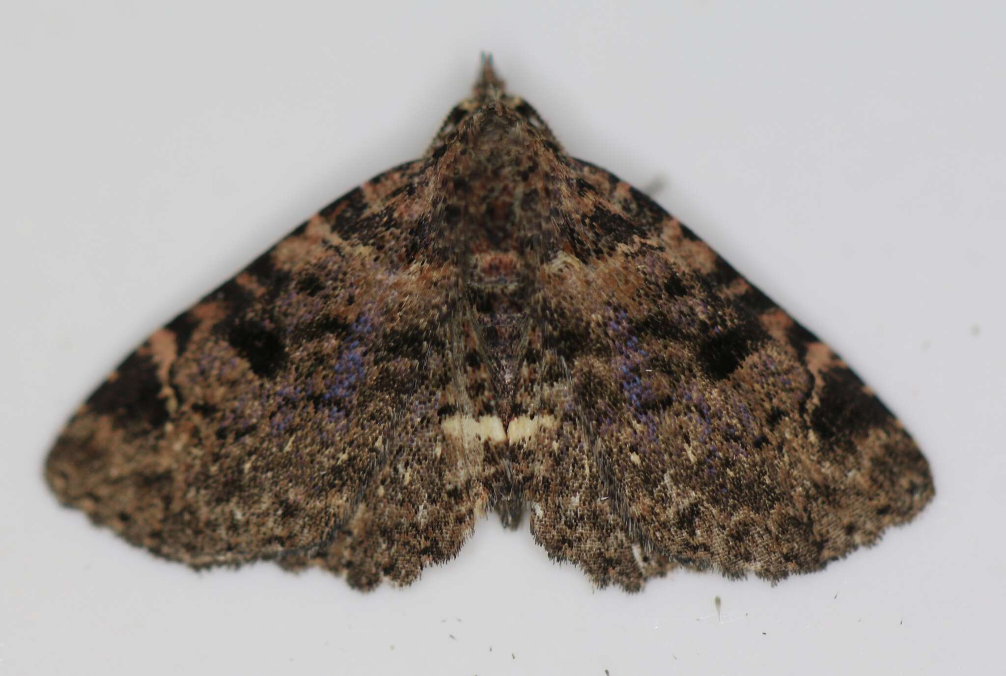 Image of Four-spotted Fungus Moth