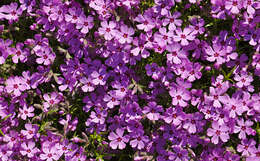 Image of moss phlox