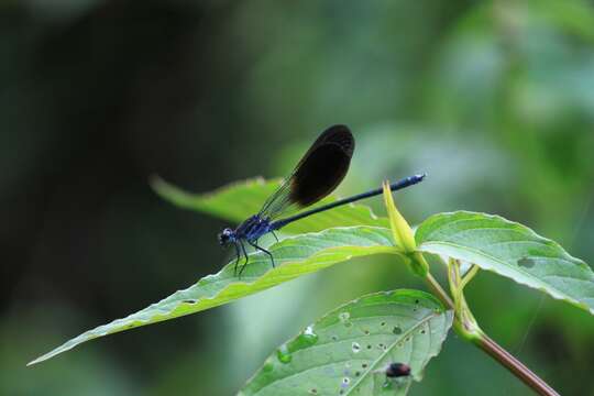 Imagem de Bayadera melanopteryx Ris 1912