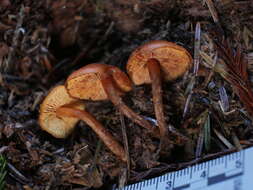 Imagem de Gymnopilus oregonensis Murrill 1917