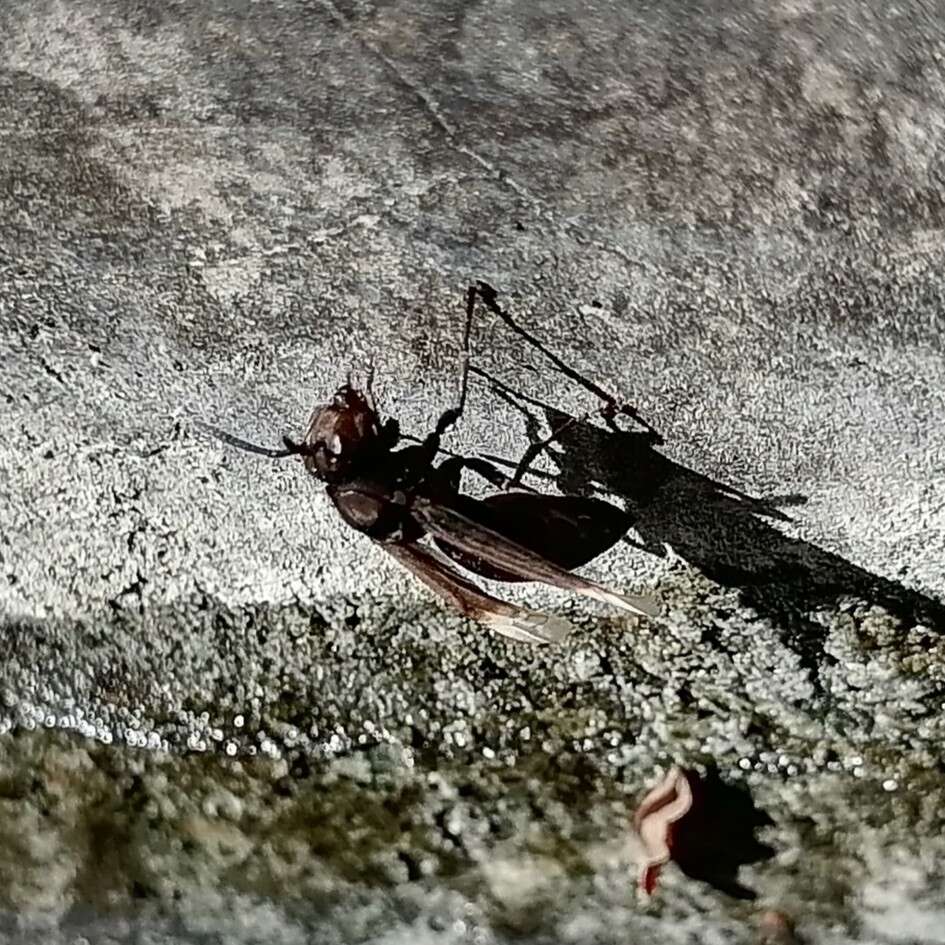 Слика од Parachartergus apicalis (Fabricius 1804)