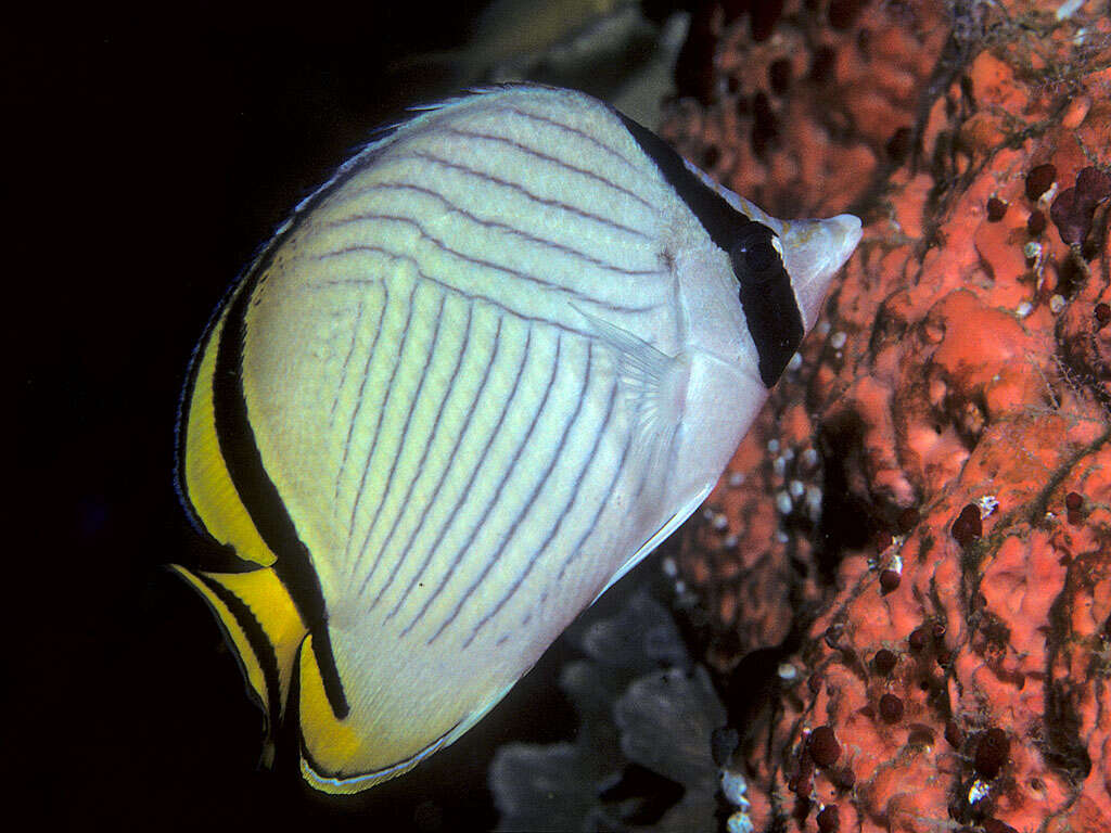 Image of Butterfly fish