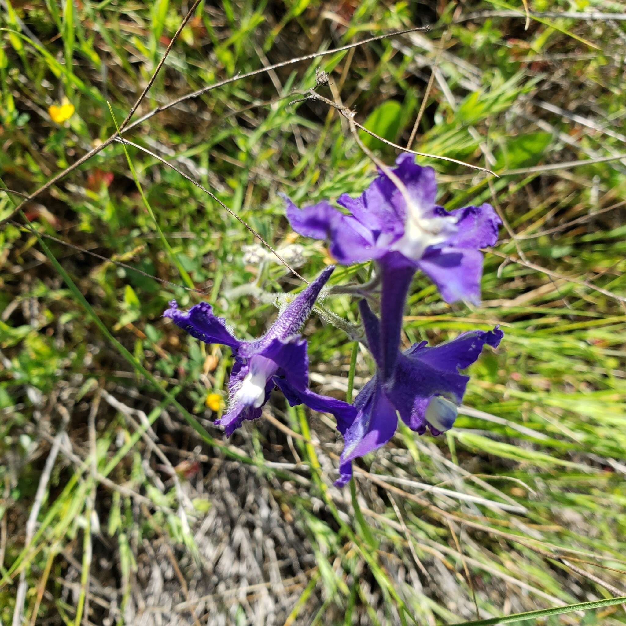 Image of royal larkspur