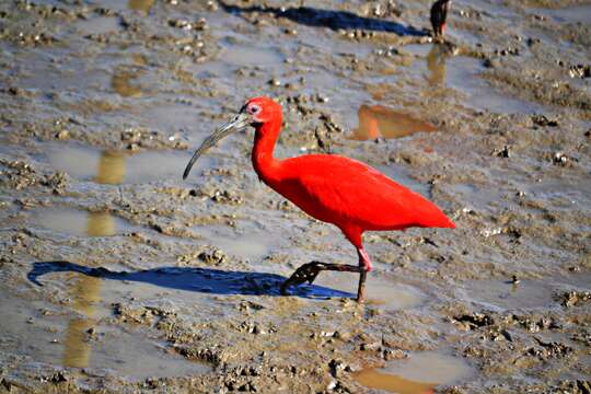 Image of Scarlet Ibis