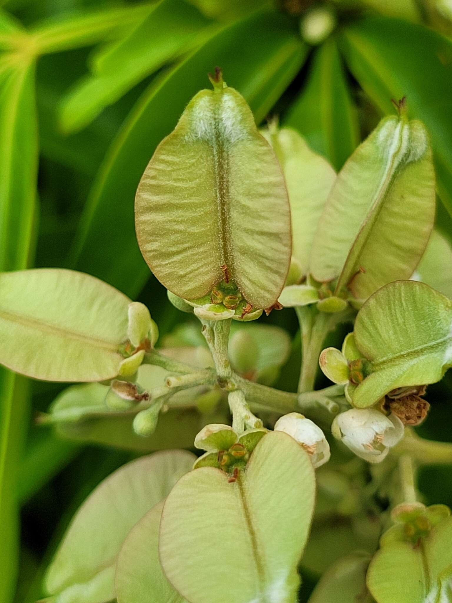 Serjania paucidentata DC. resmi