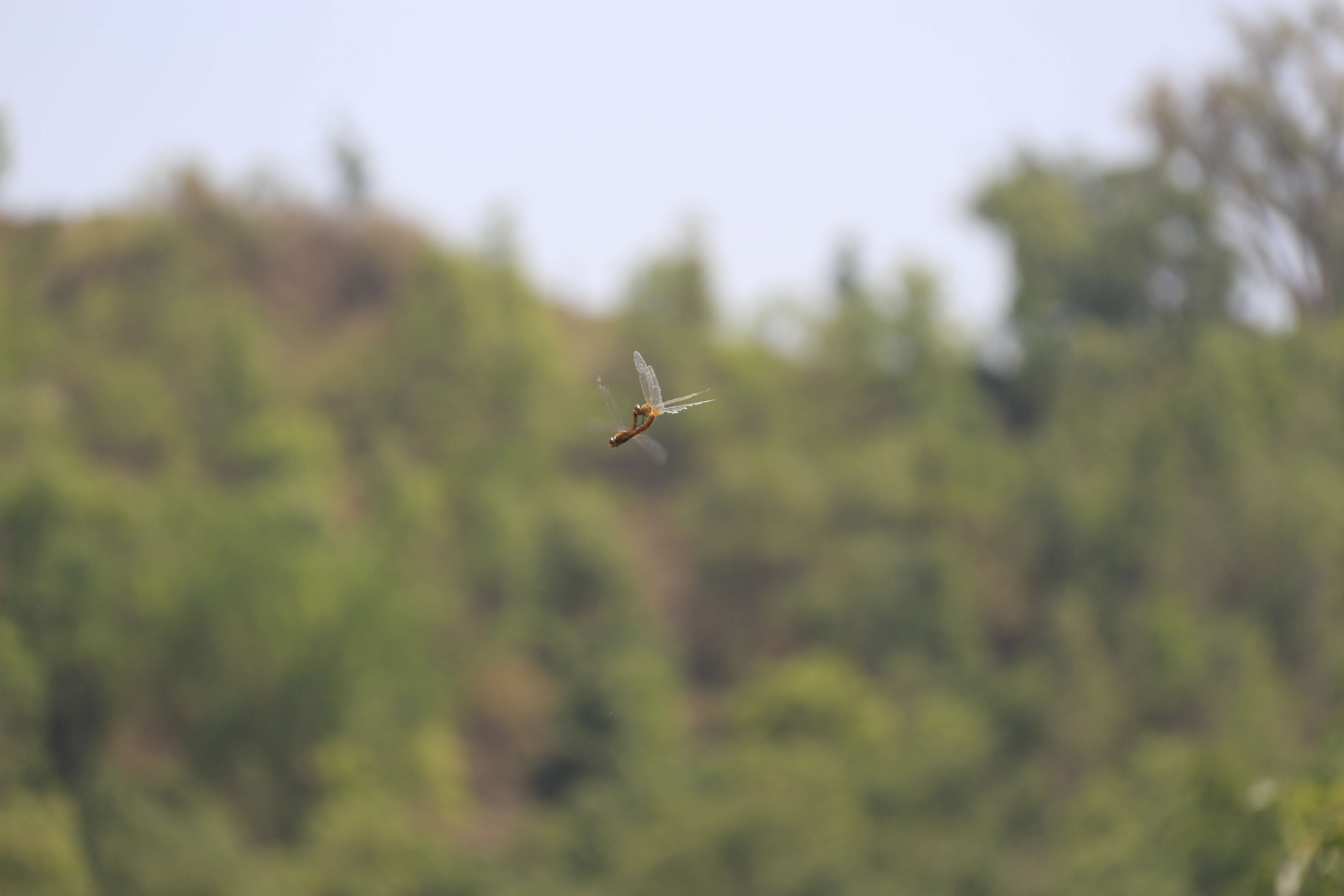 Image of Rainpool Gliders