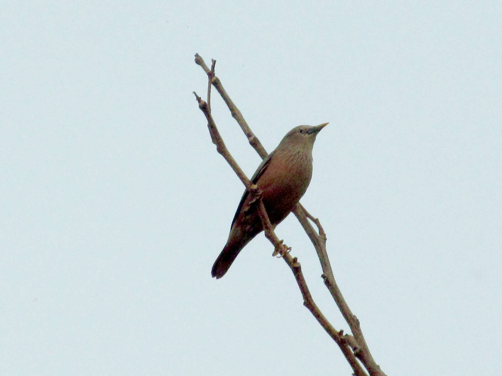 Image of Chestnut-tailed Starling