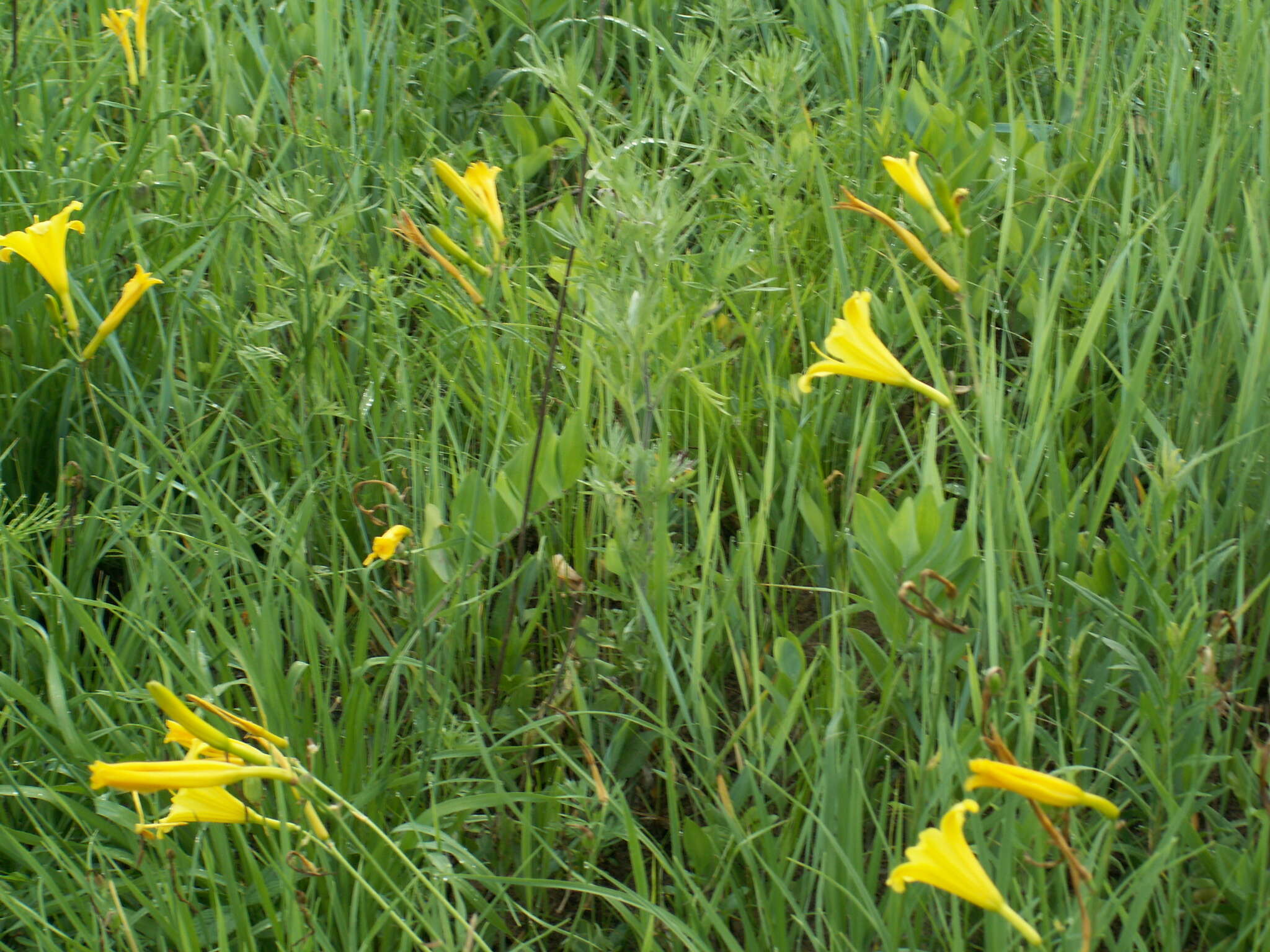 Image of dwarf yellow day lily